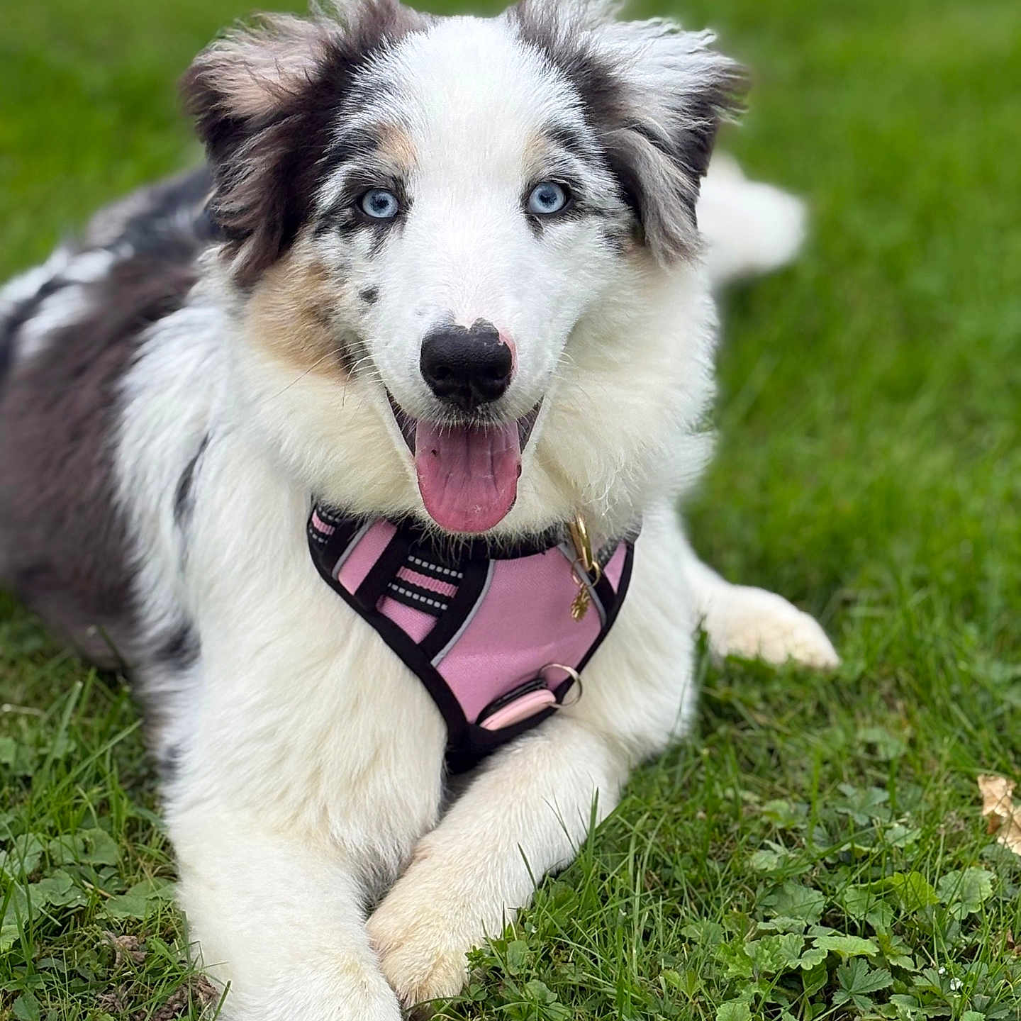 Aïka participe au concours pour gagner de l'argent avec cette photo : animal, blue_eyes, canine, close_up, cute, dog, ears, fluffy, friendly, fur, grass, happy, laying_down, muzzle, nature, outdoor, pet, pink_harness, summer, tongue_out