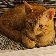 Ginger joined the competition — help win amazing prizes! animal, cat, closeup, cozy, curled_up, cute, domestic_cat, ears, feline, fur, indoor, orange_tabby, paws, pet, relaxed, resting, sleepy, soft_light, striped_fabric, whiskers