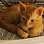 animal, cat, closeup, cozy, curled_up, cute, domestic_cat, ears, feline, fur, indoor, orange_tabby, paws, pet, relaxed, resting, sleepy, soft_light, striped_fabric, whiskers