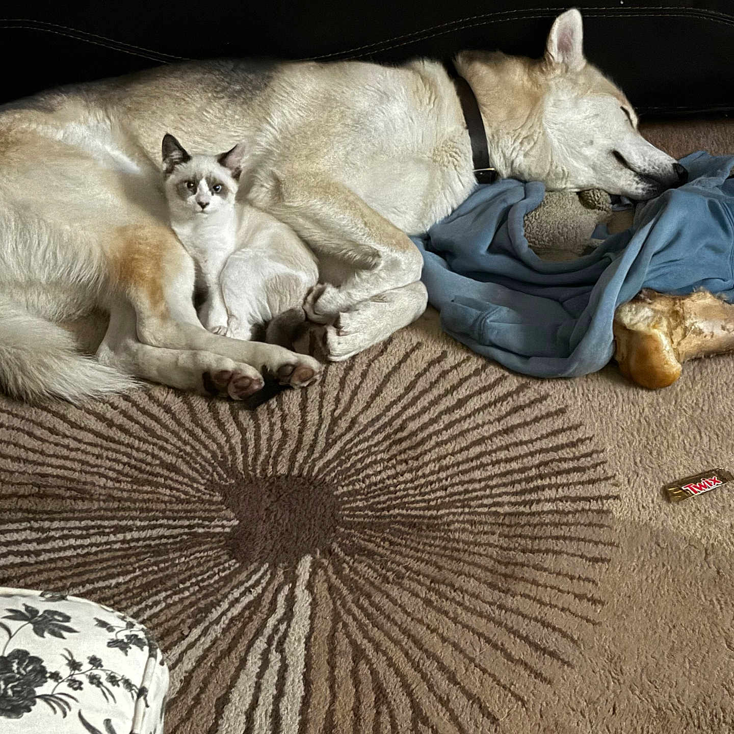 Saga And Lobo