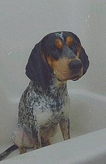 Moose joined the competition — help win amazing prizes! bathtub, canidae, carnivore, companion_dog, dog, dog_breed, fluid, hound, hunting_dog, liquid, scent_hound, snout, sporting_group, terrestrial_animal, whiskers, working_animal, working_dog