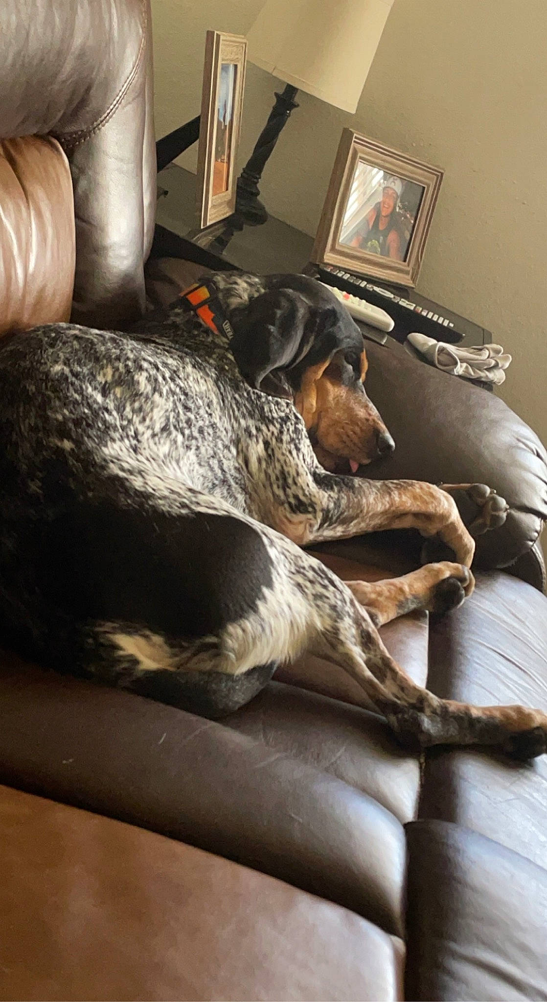 Moose is registered to the contest to win money with this photo: canidae, carnivore, comfort, companion_dog, couch, dog, dog_breed, fawn, flooring, fur, grey, hardwood, house, linens, living_room, picture_frame, snout, sporting_group, whiskers, wood