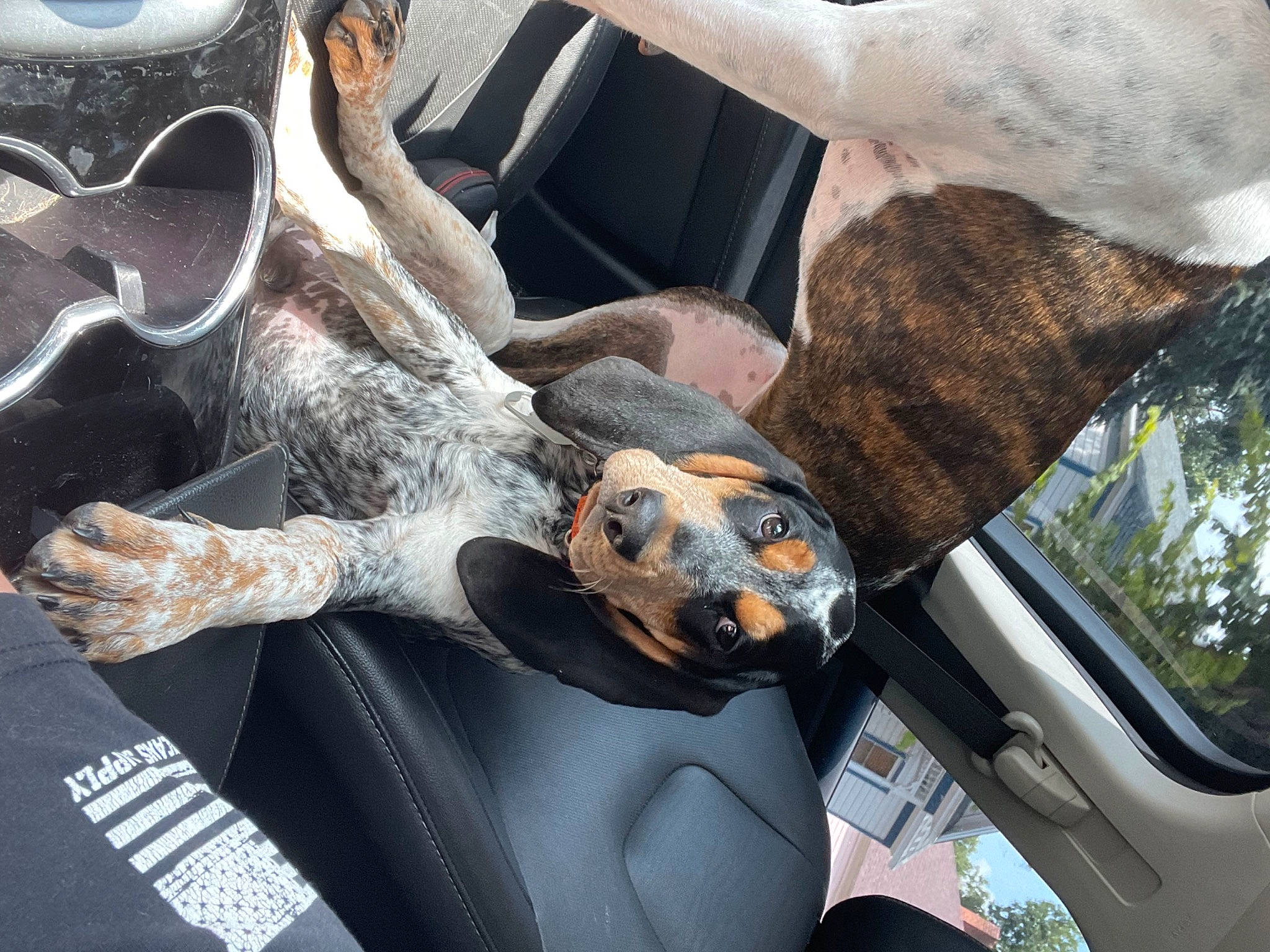 Moose joined the competition — help win amazing prizes! auto_part, automotive_design, automotive_exterior, automotive_lighting, automotive_mirror, car, carnivore, fawn, fish, fur, gesture, hood, motor_vehicle, personal_luxury_car, snout, vehicle, vehicle_door, vertebrate, windshield, working_animal