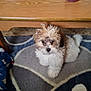 puppy, dog, indoor, carpet, rug, wooden_table, blanket, curly_hair, pet, animal, floor, cute, small_dog, looking_up, cozy, domestic, furniture, living_room, patterned_rug, curious