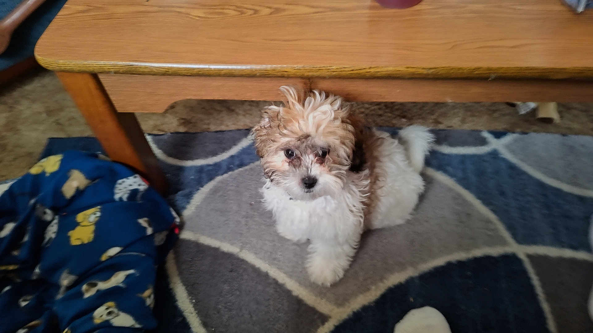 Lexi