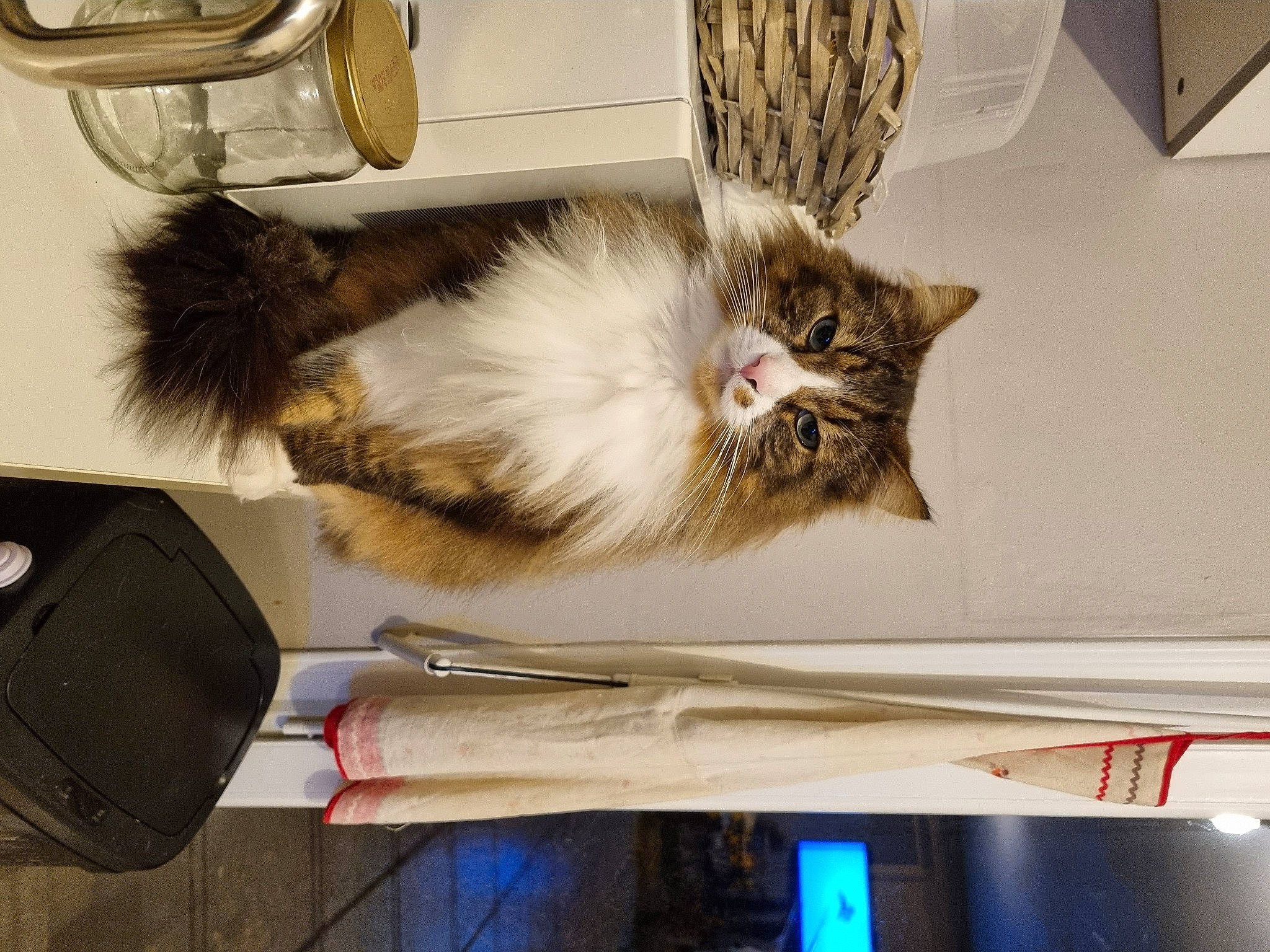 Playmo participe au concours pour gagner de l'argent avec cette photo : bookcase, cabinetry, carnivore, cat, claw, comfort, domestic_short_haired_cat, drawer, felidae, fur, kitchen_utensil, paw, room, shelf, shelving, small_to_medium_sized_cats, tail, vehicle, whiskers, wood