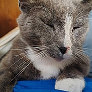 Mittens joined the competition — help win amazing prizes! cat, gray_cat, white_cat, pet, close_up, whiskers, resting, indoor, hammock, feline, sleeping, cute, animal, domestic_cat, relaxed, person, lap, fur, paw, cozy