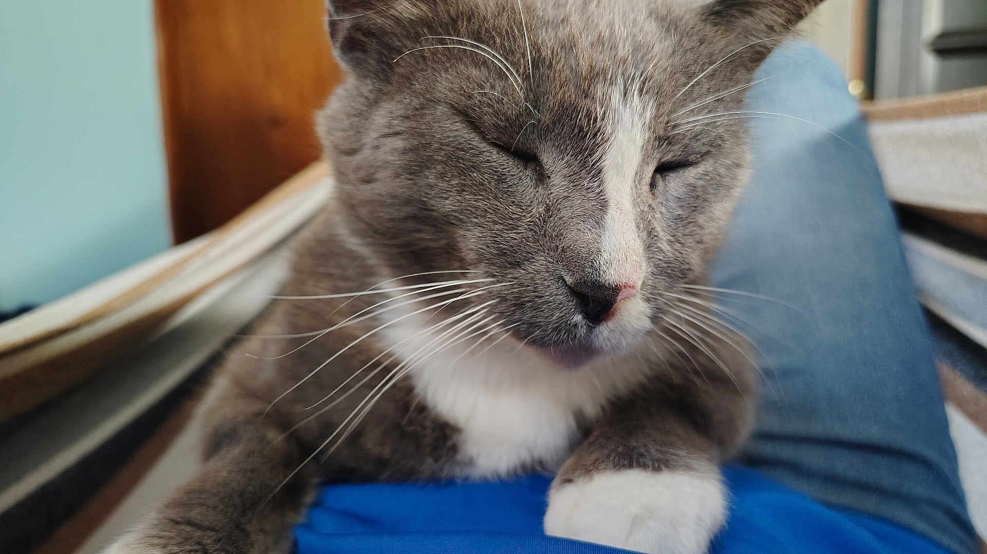 Mittens joined the competition — help win amazing prizes! cat, gray_cat, white_cat, pet, close_up, whiskers, resting, indoor, hammock, feline, sleeping, cute, animal, domestic_cat, relaxed, person, lap, fur, paw, cozy