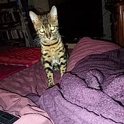 Arcanes participe au concours pour gagner de l'argent avec cette photo : animal, bed, blanket, book, bookshelf, cat, cozy, domestic_cat, eyes_glowing, fur, furniture, indoor, looking, night, pet, purple_blanket, room, striped_blanket, tabby_cat, whiskers