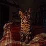 animal, bed, bengal_cat, blanket, cat, cozy, curious, dim_light, domestic_cat, ears, eyes, feline, fur_pattern, furniture, indoor, pet, plaid, room, sitting, whiskers