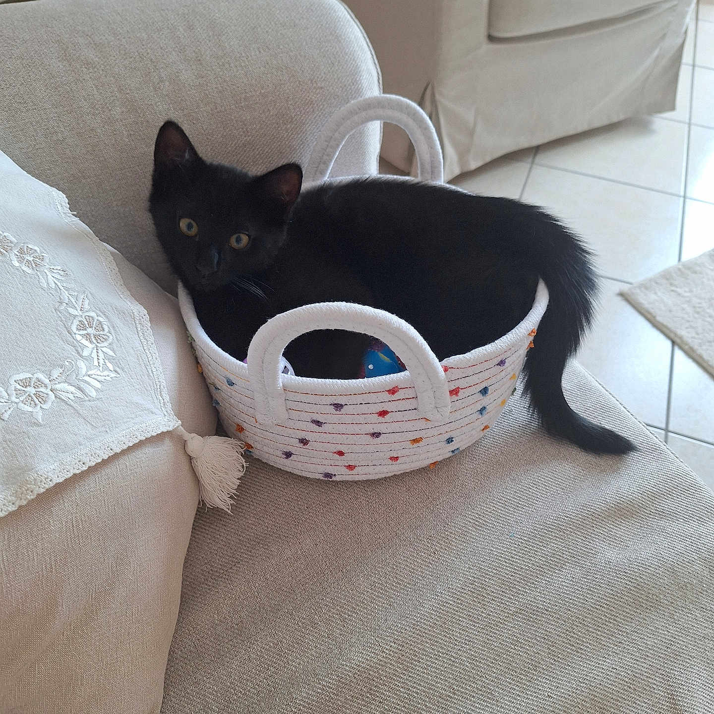 Ebony a rejoint le concours — aidez-le/la à gagner de superbes lots ! animal, basket, black_cat, cat, couch, cozy, curious, cushion, cute, decor, domestic, floor_tiles, furniture, home, indoor, kitten, pet, resting, tail, textile