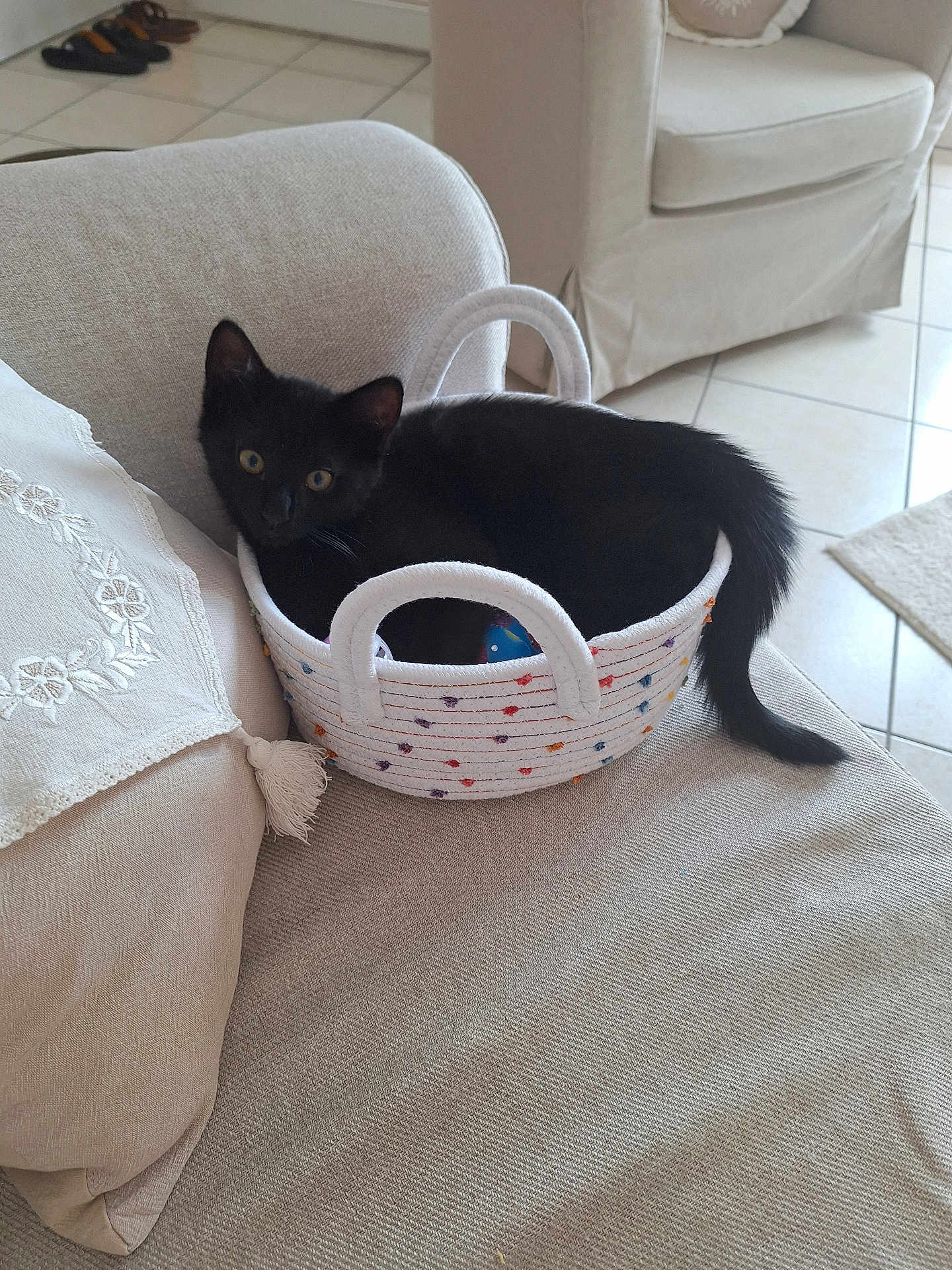 Ebony a rejoint le concours — aidez-le/la à gagner de superbes lots ! cat, kitten, black_cat, basket, couch, cushion, indoor, pet, animal, tail, furniture, cozy, curious, domestic, home, floor_tiles, decor, textile, resting, cute