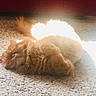 cat, orange_cat, sleeping, sunlight, carpet, fluffy, pet, indoor, cozy, resting, feline, animal, fur, relaxation, sunbeam, cute, domestic_cat, nap, soft, warm