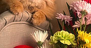 Messi is registered to the contest to win money with this photo: animal, cat, chair, closeup, colorful, cozy, curious, domestic, flower_bouquet, fluffy, furniture, ginger_cat, green_leaf, indoor, pet, pink_flower, red_rose, soft_light, white_flower, yellow_flower