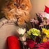 cat, ginger_cat, fluffy, flower_bouquet, indoor, chair, pet, curious, colorful, green_leaf, pink_flower, yellow_flower, red_rose, white_flower, closeup, soft_light, furniture, animal, domestic, cozy