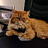 cat, ginger_cat, fluffy, pet, indoor, chair, furniture, relaxed, animal, domestic_animal, whiskers, fur, cute, resting, black_chair, home, cozy, mammal, portrait, feline