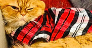 Messi is registered to the contest to win money with this photo: cat, orange_cat, fluffy, plaid_shirt, red, black, white, couch, furniture, indoor, pet, fur, relaxed, animal, cozy, closeup, portrait, mammal, whiskers, expression