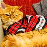 cat, orange_cat, fluffy, plaid_shirt, red, black, white, couch, furniture, indoor, pet, fur, relaxed, animal, cozy, closeup, portrait, mammal, whiskers, expression