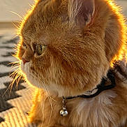 Messi joined the competition — help win amazing prizes! animal, bell, cat, closeup, collar, cute, ears, feline, fluffy, glowing_fur, indoor, orange_cat, patterned_rug, paw, pet, portrait, profile, relaxed, sunlight, whiskers