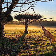 Oslo a rejoint le concours — aidez-le/la à gagner de superbes lots ! dog, tree, stick, grass, field, sunlight, shadow, morning, mist, autumn, leaves, nature, outdoor, animal, playful, jumping, branch, sky, landscape, sunrise
