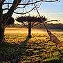 dog, tree, stick, grass, field, sunlight, shadow, morning, mist, autumn, leaves, nature, outdoor, animal, playful, jumping, branch, sky, landscape, sunrise