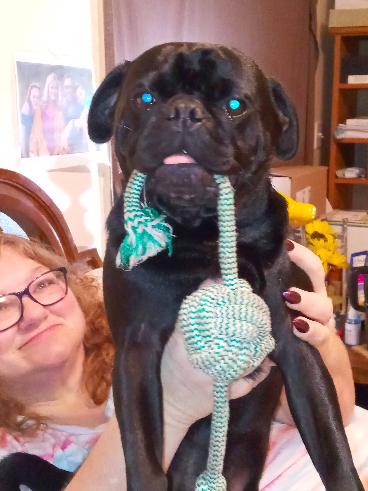 Pookie is registered to the contest to win money with this photo: canidae, carnivore, collar, companion_dog, dog, dog_breed, dog_collar, ear, event, eyewear, fawn, fur, glasses, liver, pet_supply, shelf, smile, snout, sporting_group, working_animal