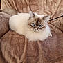 animal, blanket, blue_eyes, cat, chair, cozy, cute, domestic_animal, feline, fluffy, fur, gray_fur, indoor, pet, portrait, relaxed, resting, sitting, whiskers, white_fur