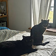 Lila participe au concours pour gagner de l'argent avec cette photo : animal, bed, black_cat, blanket, cat, cozy, curtain, domestic, feline, home, indoor, looking, natural_light, pet, photograph, quiet, resting, shelf, tabby_cat, window