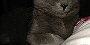 Lila participe au concours pour gagner de l'argent avec cette photo : abyssinian, angora, animal, armchair, blackcat, blanket, cat, chair, couch, furniture, homedecor, kitten, linen, manx, person, pet, siamese, sleeping