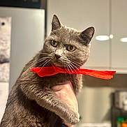 Lila a rejoint le concours — aidez-le/la à gagner de superbes lots ! animal, appliance, cat, closeup, curious, cute, domestic_animal, domestic_cat, feline, fur, gray_cat, hand_holding, indoor, kitchen, mammal, pet, portrait, red_bow, whiskers, yellow_eyes