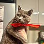 animal, appliance, cat, closeup, curious, cute, domestic_animal, domestic_cat, feline, fur, gray_cat, hand_holding, indoor, kitchen, mammal, pet, portrait, red_bow, whiskers, yellow_eyes