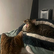 Saïka a rejoint le concours — aidez-le/la à gagner de superbes lots ! animal, bed, brown_tabby, cat, cozy, curious, domestic, feline, fur, indoor, pet_bed, quiet, relaxing, resting, sleepy, soft_texture, two_cats, whiskers, white_paw, yawning