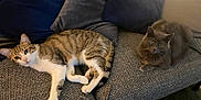 Thiago a rejoint le concours — aidez-le/la à gagner de superbes lots ! abyssinian, animal, architecture, blanket, building, cat, chair, couch, cushion, furniture, homedecor, indoors, kitten, livingroom, manx, person, pet, pillow, room, sleeping