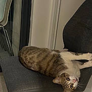 Thiago a rejoint le concours — aidez-le/la à gagner de superbes lots ! cat, chair, curious, domestic_animal, ears, feline, fur, gray, home, indoor, looking, modern, paws, pet, relaxed, stretching, tabby_cat, whiskers, window, wood_floor