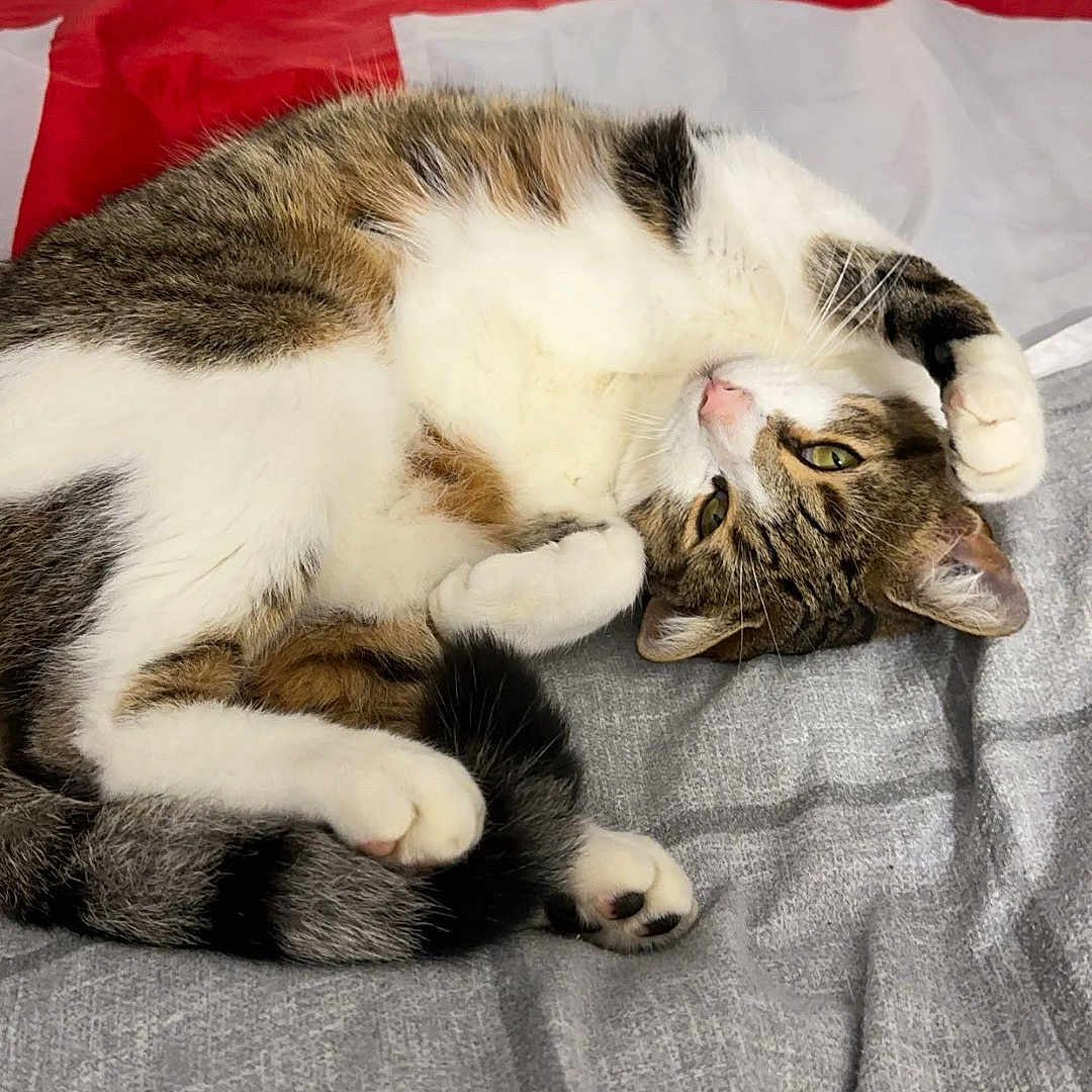 Thiago a rejoint le concours — aidez-le/la à gagner de superbes lots ! abyssinian, animal, bed, bedroom, blanket, cat, couch, flag, furniture, indoors, interiordesign, kitten, manx, person, pet, quilt, room, sleeping, switzerlandflag, tablecloth