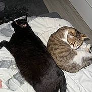 Thiago a rejoint le concours — aidez-le/la à gagner de superbes lots ! animal, bed, black_cat, blanket, cat, cozy, cute, domestic_animal, ears, feline, fur, indoor, laying_down, pet, resting, sleeping_area, tabby_cat, tail, two_animals, whiskers