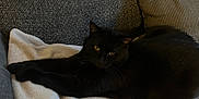 Rio participe au concours pour gagner de l'argent avec cette photo : animal, architecture, bed, blackcat, blanket, cat, chair, couch, cushion, furniture, homedecor, indoors, kitten, linen, manx, person, pet, quilt, sleeping, towel