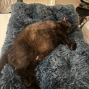 Rio participe au concours pour gagner de l'argent avec cette photo : animal, blanket, brown, cat, comfort, cozy, cushion, domestic, feline, fluffy, fur, home, indoor, nap, pet, plush, relaxed, resting, sleeping, soft