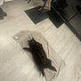 animal, black_cat, cat, cozy, curious, domestic, floor, flooring, furniture, home, indoor, kitchen, light, lying_down, pet, relaxed, stove, tongue_out, towel, wooden_floor