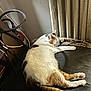Orphée a rejoint le concours — aidez-le/la à gagner de superbes lots ! animal, calico, cat, cord, cozy, cushion, fire_extinguisher, fur, furniture, home, indoor, nap, paw, pet, quiet, relaxing, resting, sleeping, tail, whiskers