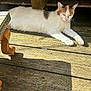 animal, cat, daylight, ears, feline, nature, orange_patch, outdoor, paw, pet, relaxed, resting, shaded_area, shadow, sunlight, texture, whiskers, white_cat, wood, wooden_deck
