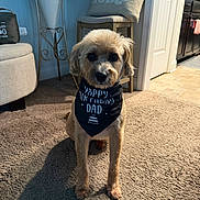 Legacy joined the competition — help win amazing prizes! dog, bandana, carpet, indoor, pet, brown_fur, cute, portrait, sitting, furniture, cushion, chair, home_decor, kitchen, floor, animal, pet_accessory, birthday, celebration, domestic
