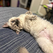 Paisley is registered to the contest to win money with this photo: animal, bed, belly_up, blue_eyes, cat, closeup, cozy, cream_fur, curled_tail, dark_points, fluffy, indoor, kitten, lying_down, pet, playful, raised_paw, relaxed, siamese_cat, striped_fabric