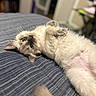 animal, bed, belly_up, blue_eyes, cat, closeup, cozy, cream_fur, curled_tail, dark_points, fluffy, indoor, kitten, lying_down, pet, playful, raised_paw, relaxed, siamese_cat, striped_fabric