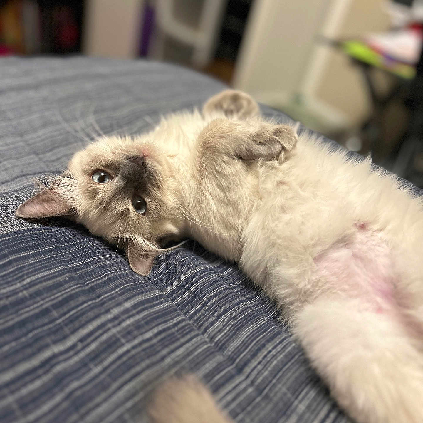 Paisley