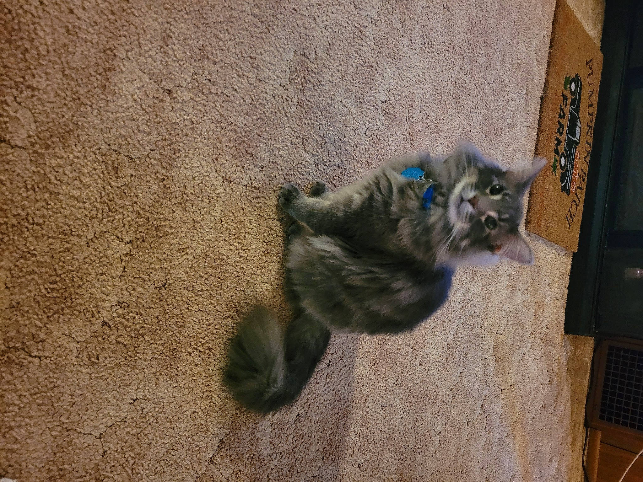 Teddy joined the competition — help win amazing prizes! canidae, carnivore, cat, cat_toy, claw, dog_breed, domestic_short_haired_cat, felidae, flooring, fur, grey, hardwood, paw, small_to_medium_sized_cats, soil, sporting_group, tail, terrestrial_animal, whiskers, wood