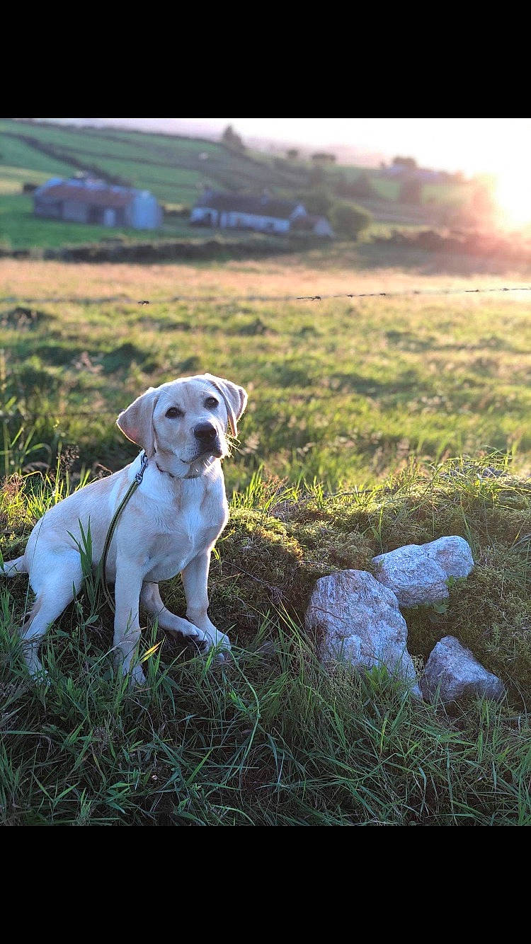 Beatrice is registered to the contest to win money with this photo: canidae, carnivore, collar, companion_dog, dog, dog_breed, fawn, field, flash_photography, grass, grassland, happy, landscape, natural_landscape, plant, prairie, snout, sporting_group, stock_photography, working_animal