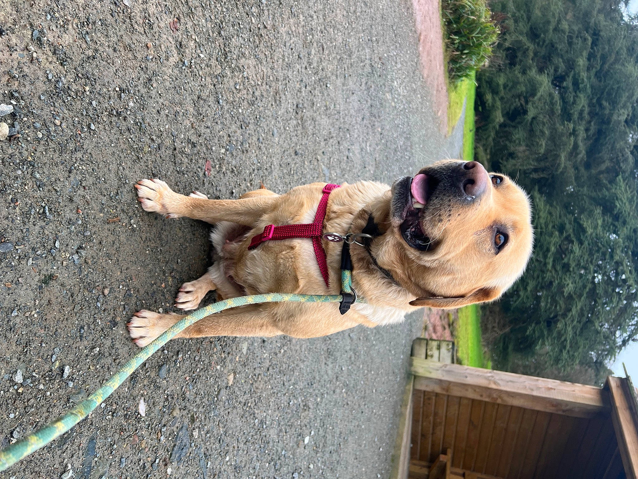 Beatrice joined the competition — help win amazing prizes! adventure, canidae, carnivore, collar, companion_dog, concrete, dog, dog_breed, dog_collar, fawn, leash, pet_supply, plant, road_surface, sky, snout, sporting_group, tree, working_animal, working_dog