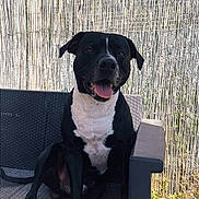 Pumba participe au concours pour gagner de l'argent avec cette photo : dog, black_dog, white_chest, sitting, outdoor, patio_chair, wicker_chair, bamboo_fence, fence, tongue_out, happy, pet, domestic_animal, paws, portrait, sunlight, smile, grass, closeup, bench