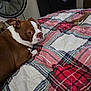 dog, bed, plaid, blanket, indoor, furniture, fan, chew_bone, pet, brown, white, resting, looking, cozy, comfort, household, room, dormant, domestic_animal, relaxed